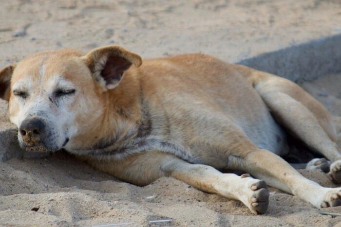 scandal urias marocul acuzat ca ucide 3 milioane de caini inainte de cupa mondiala 2030 1771403302