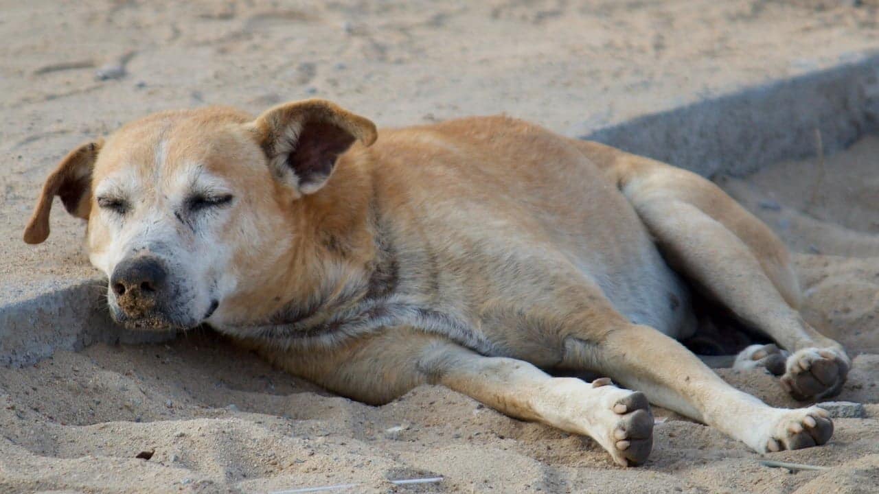 Scandal uriaș. Marocul, acuzat că ucide 3 milioane de câini înainte de Cupa Mondială 2030