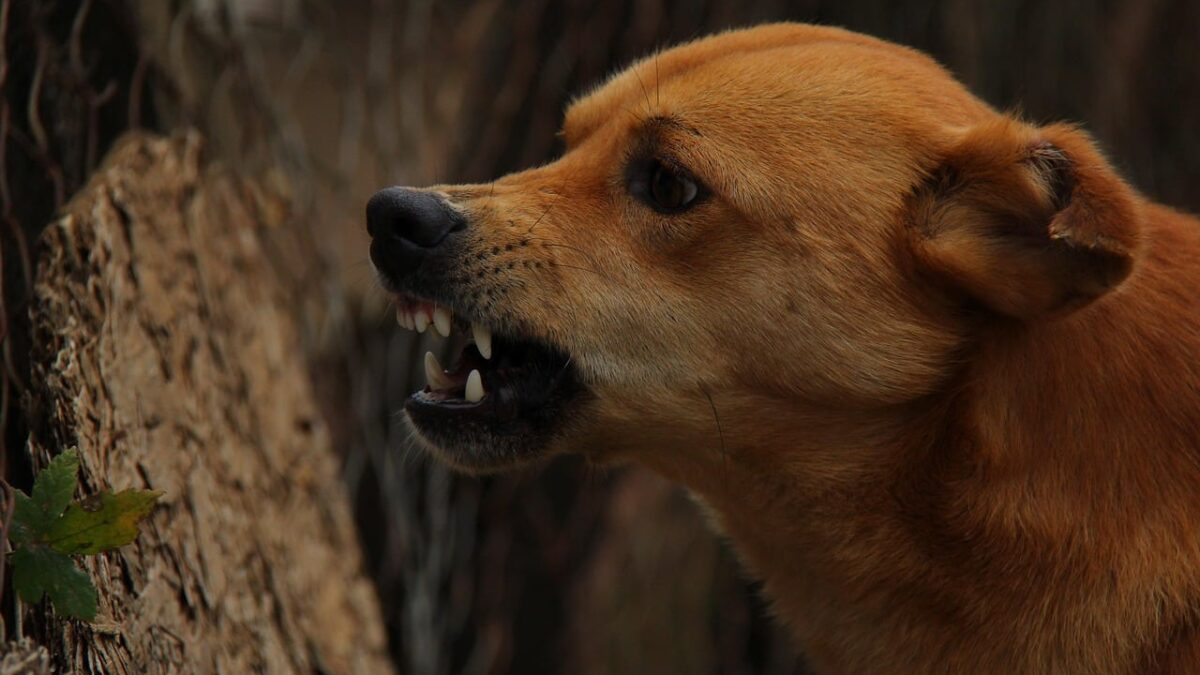 Un câine cu rabie a murit în Iași. Zeci de oameni, căutați de DSP un caine cu rabie a murit in iasi zeci de oameni cautati de dsp