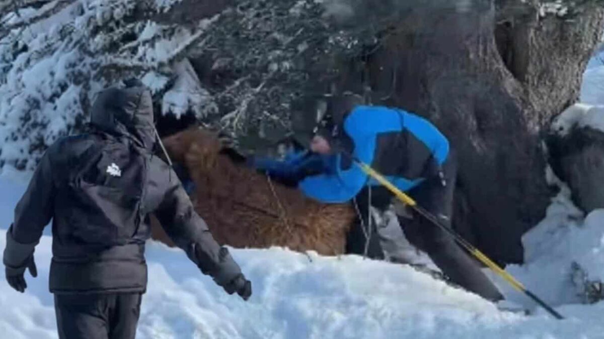un turist costumat in chewbacca batut crunt la o statiune de schi din franta