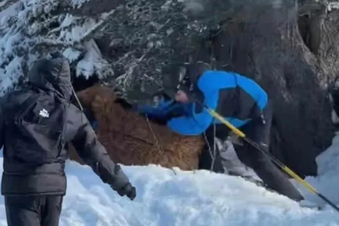 un-turist-costumat-in-chewbacca-batut-crunt-la-o-statiune-de-schi-din-franta