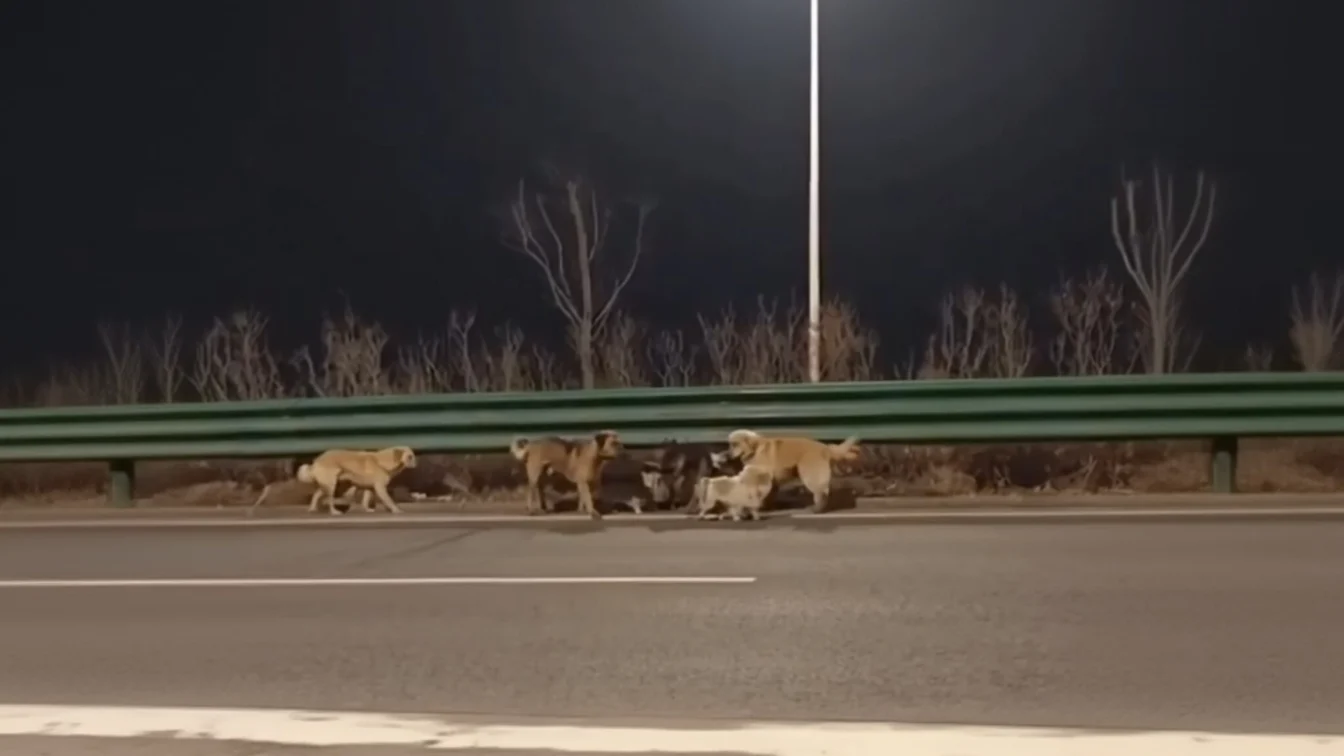 Șapte câini furați evadează dintr-o fabrică de carne și merg 16 km acasă