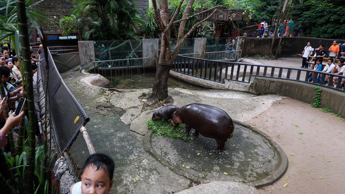 Un bărbat a fost arestat după ce a intrat în țarcul hipopotamului vedetă Moo Deng