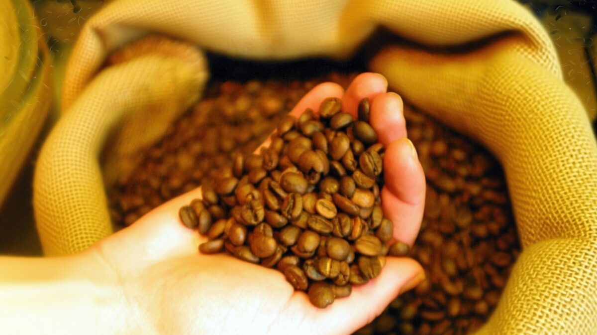 Prețul cafelei ar putea scădea la 1,80 dolari pe livră anunță analiștii