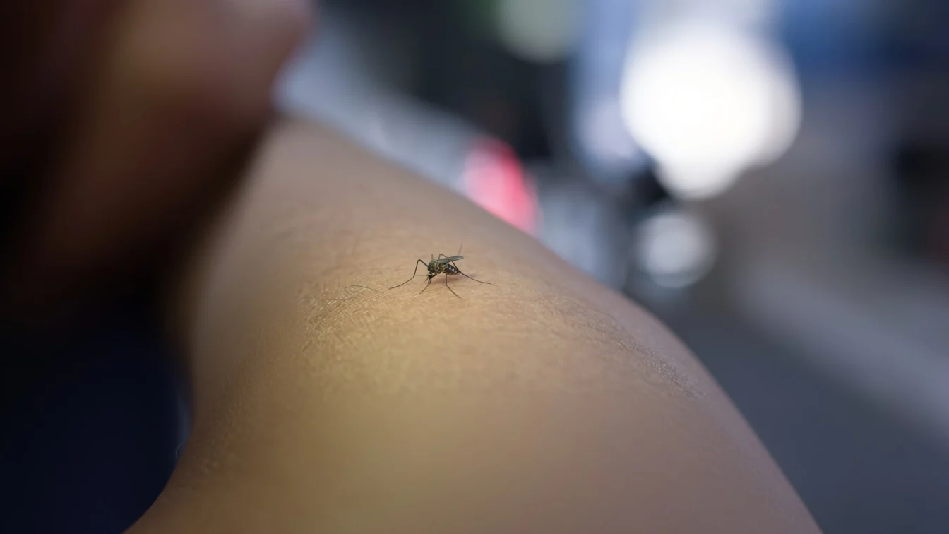 Un student s-a închis cu 100 de țânțari pentru o descoperire uluitoare