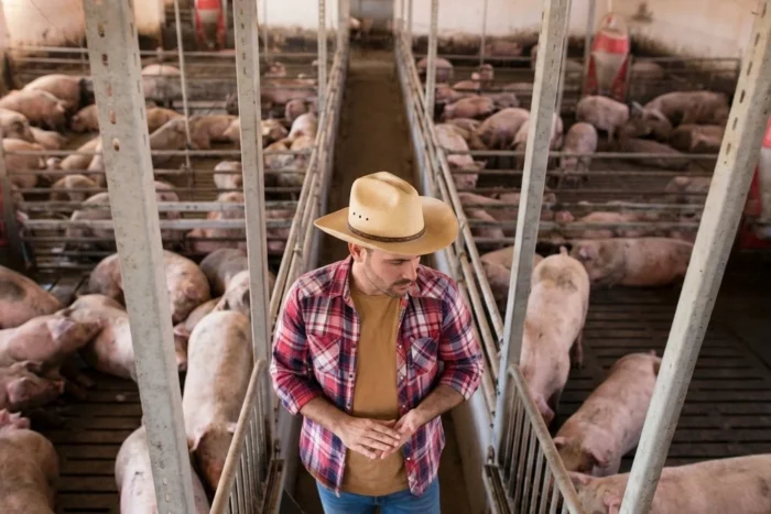 ferme porci România