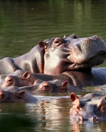 hipopotami Pablo Escobar