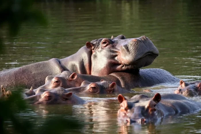 hipopotami Pablo Escobar