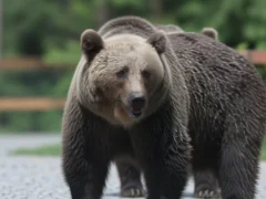 motociclist urs Bistrita