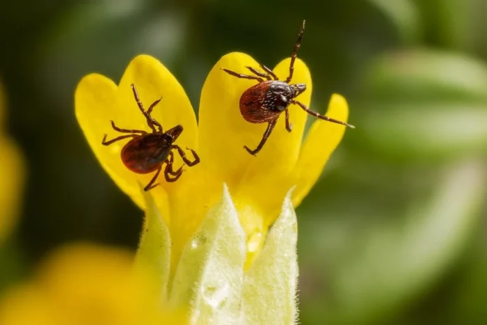 mușcături de căpușe