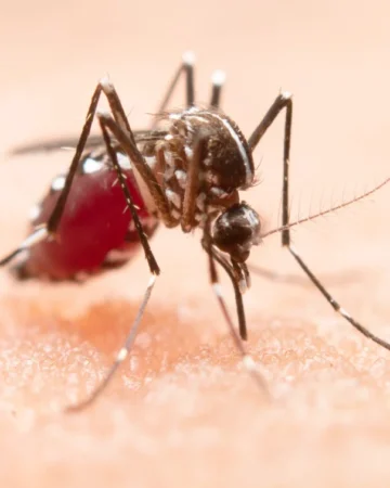 otet intepaturi tantar