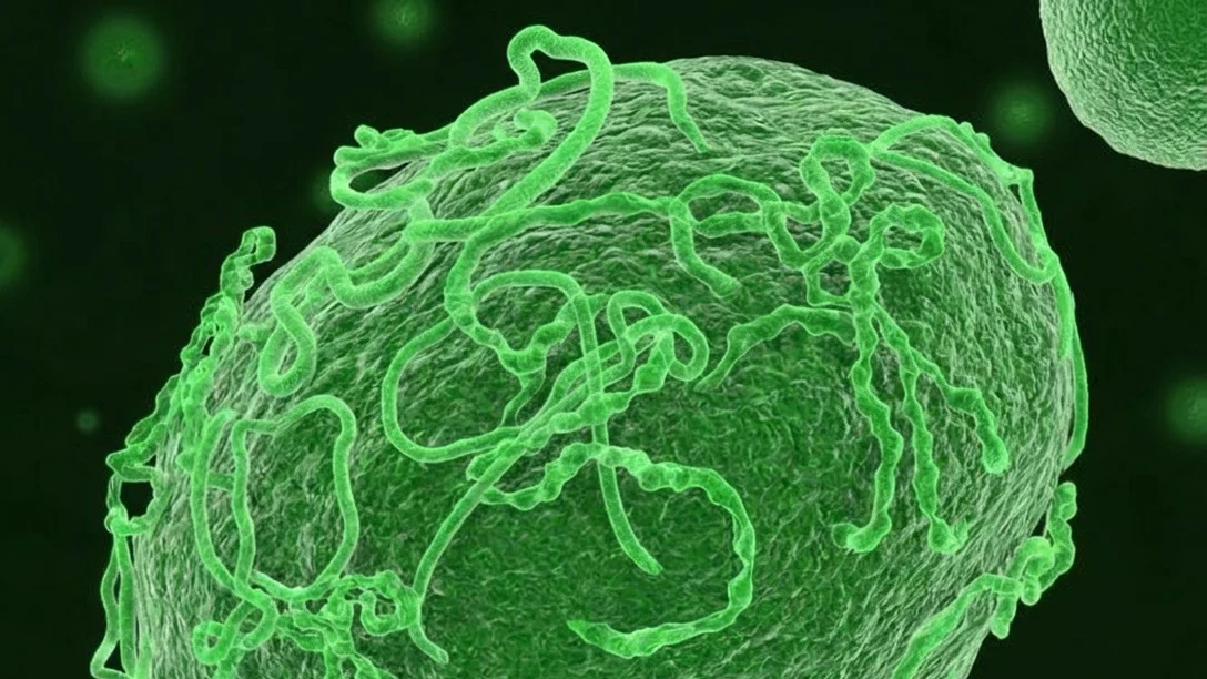 Ebola