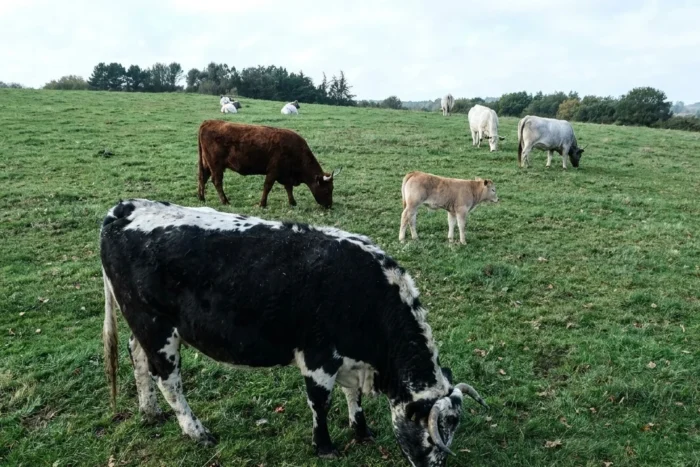 Fermierii amendați cu 1.200 lei. Lipsa actelor de vânzare la animale, risc epidemic. controale DSVSA
