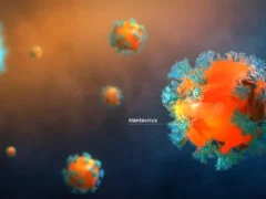 hantavirus