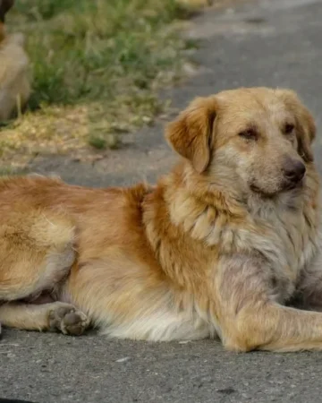 legea câinilor fără stăpân
