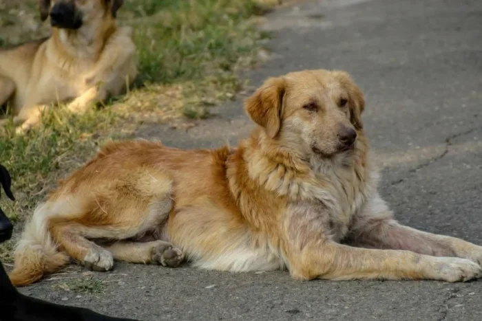 legea câinilor fără stăpân