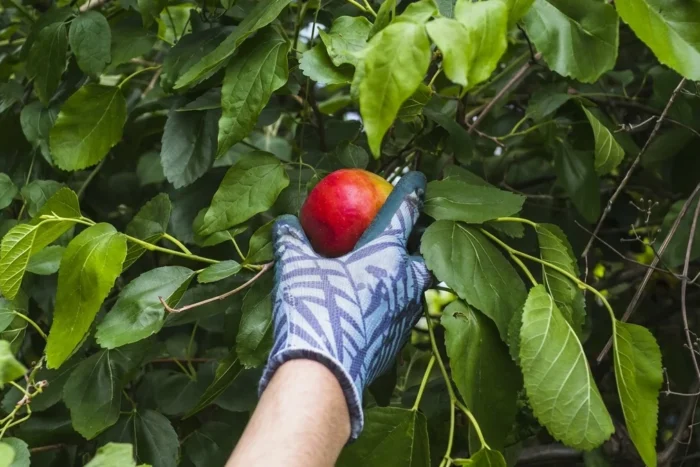 Spanacul si capsunile retin cele mai multe pesticide. Lista alimentelor pline de chimicale pesticide fructe legume