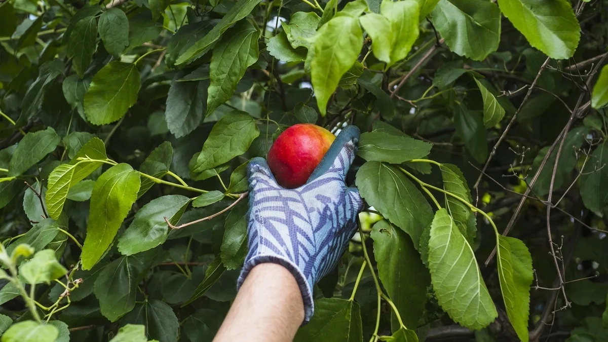 pesticide fructe legume