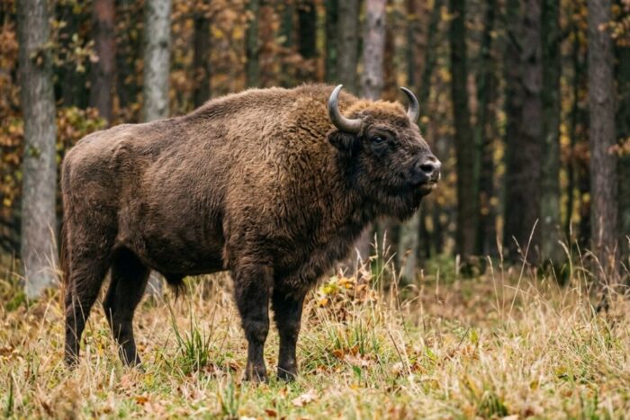 Animale pe cale de dispariție în România și în lume Lista completă Animale pe cale de dispariție în România și în lume Lista completă
