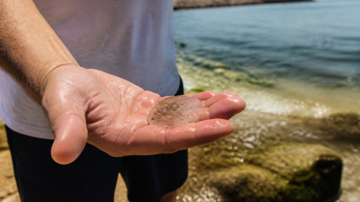 Bacteriile Vibrio se înmulțesc în Marea Neagră. Cum crește riscul de infecție pe litoralul României Bacteriile Vibrio se înmulțesc în Marea Neagră. Cum crește riscul de infecție pe litoralul României