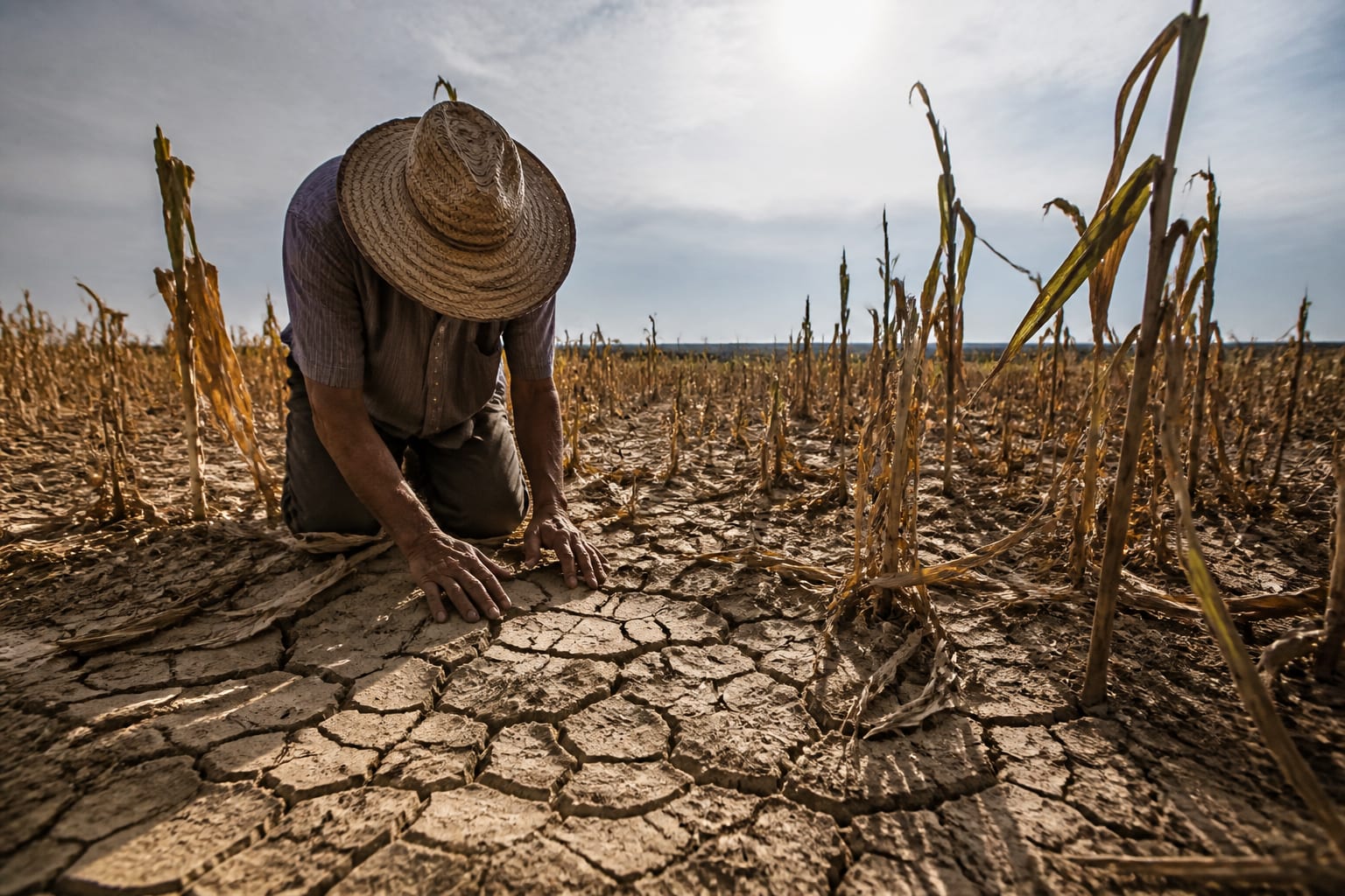 El Niño, confirmat oficial, pune în joc agricultura, sănătatea publică și prețurile alimentelor la nivel global