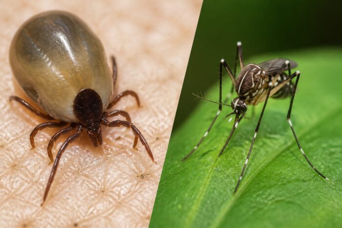 boli transmise de insecte, Bolile transmise de căpușe și țânțari s-au dublat în SUA între 2005 și 2019