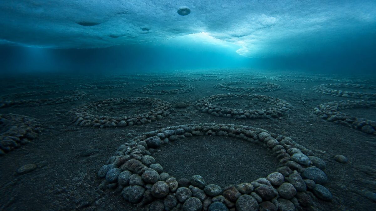 cuiburi de pești Antarctica, 60 de milioane de cuiburi de pești, descoperite sub gheața Antarcticii