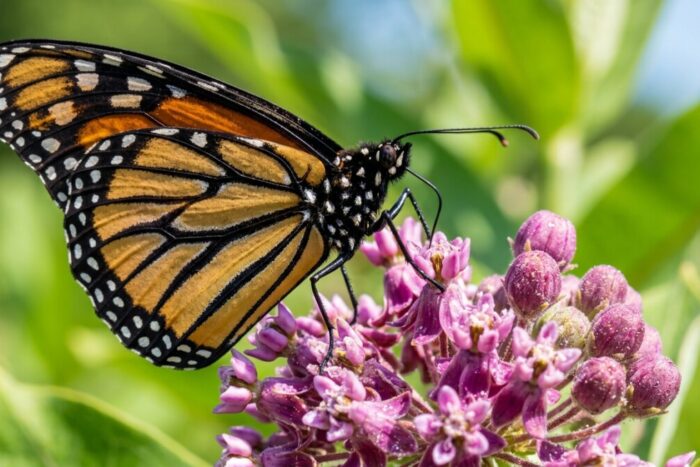 Cât trăiește un fluture Ciclul de viață al celor mai fascinante insecte