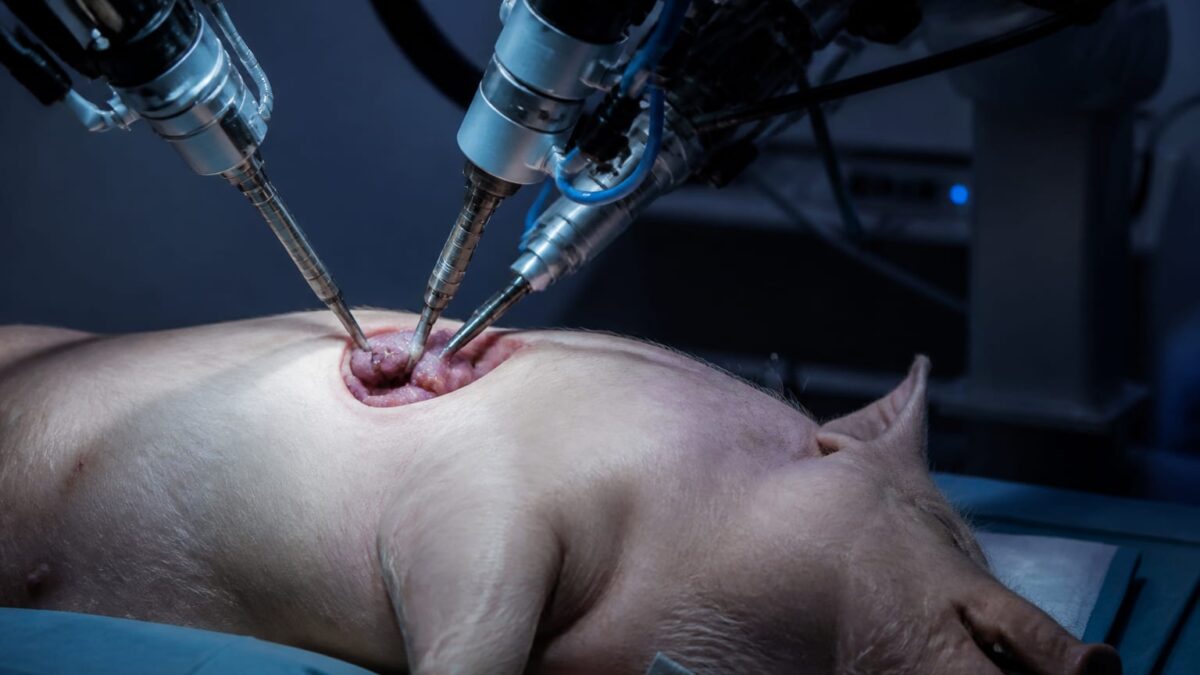 Doi roboți umanoizi au scos vezica biliară unor porci într-o premieră mondială