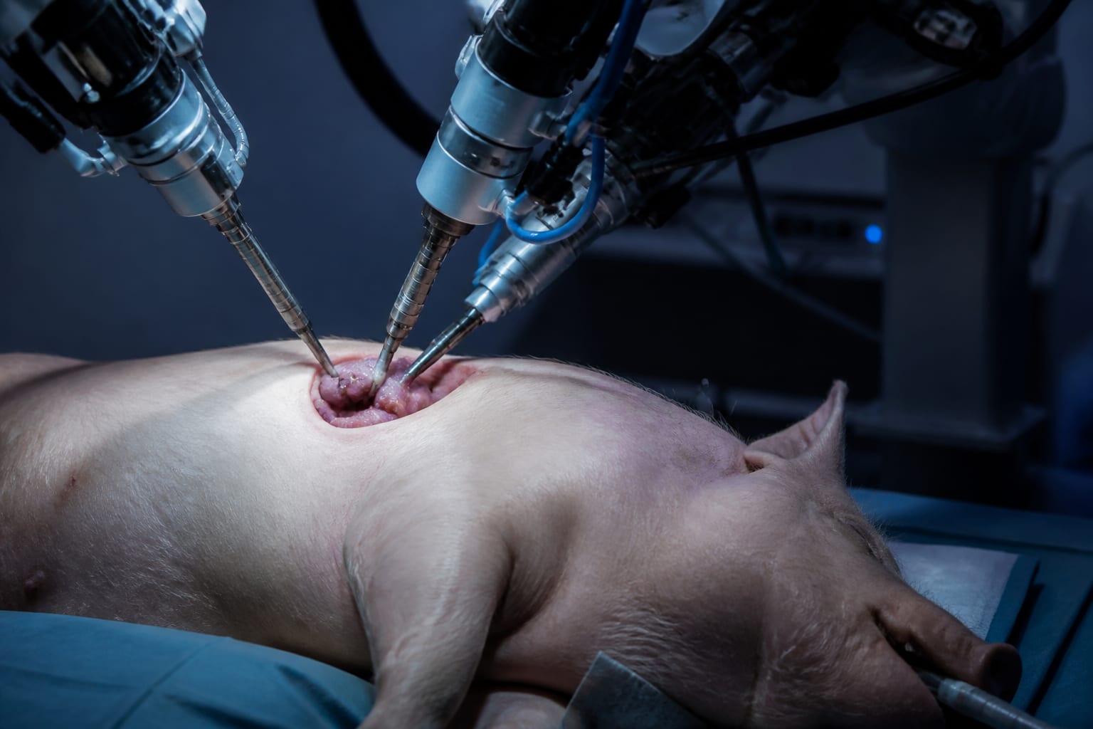 Doi roboți umanoizi au scos vezica biliară unor porci într-o premieră mondială