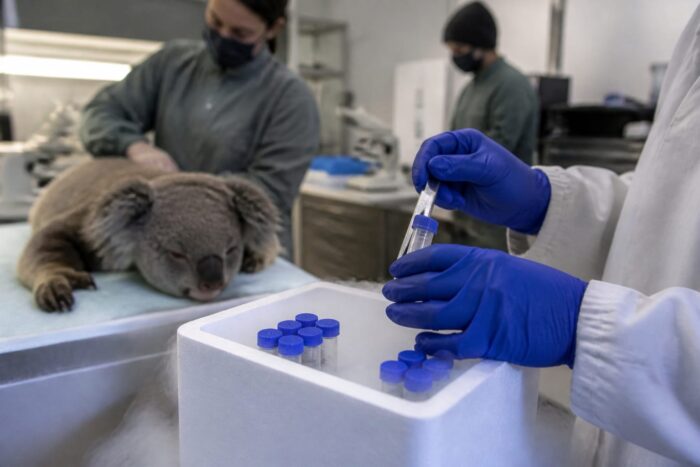Koala au o șansă la salvare genetică. O nouă bancă de spermă și ovule criogenate ar putea stopa declinul speciei