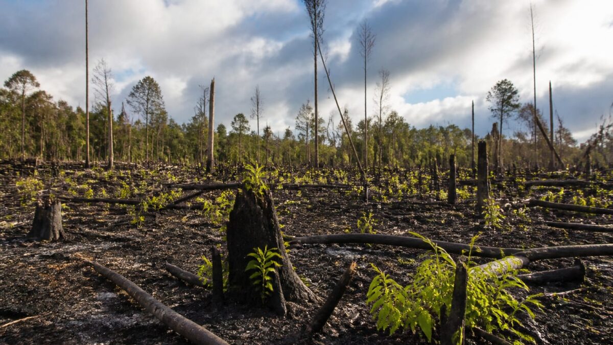 incendii Amazon, 3,1 milioane de hectare arse, cel mai mic nivel din 1985. De ce victoria din Amazon rămâne fragilă