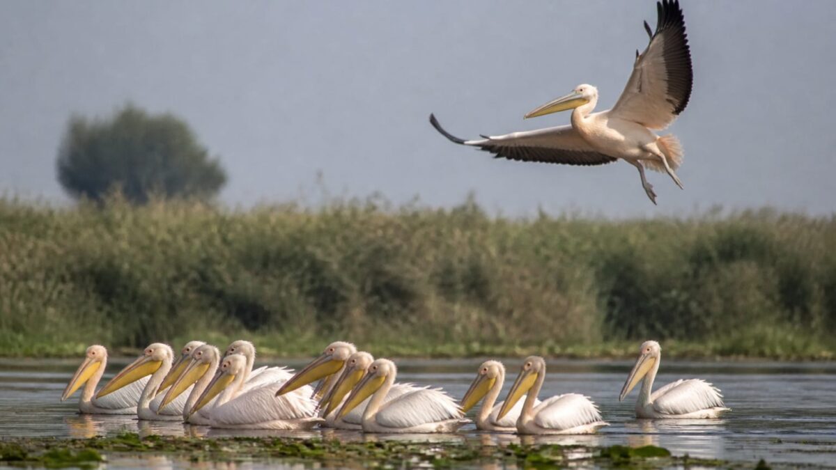 Păsări din Delta Dunării speciile protejate pe care le poți observa