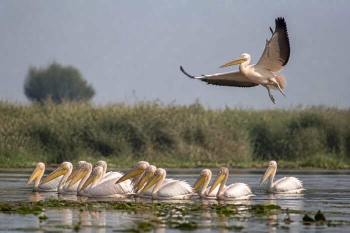 Păsări din Delta Dunării speciile protejate pe care le poți observa