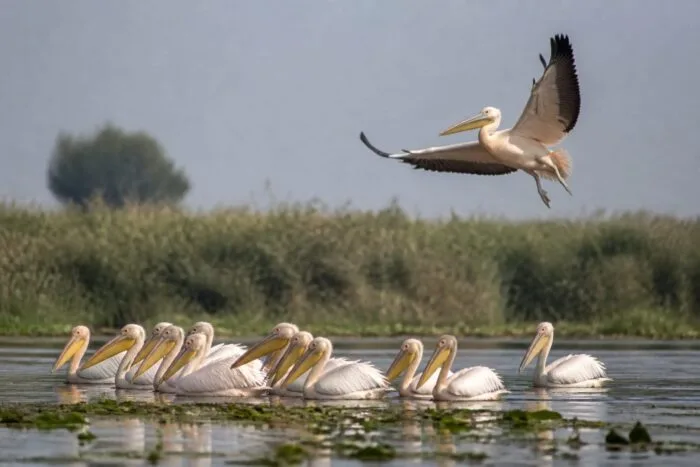 Păsări din Delta Dunării speciile protejate pe care le poți observa