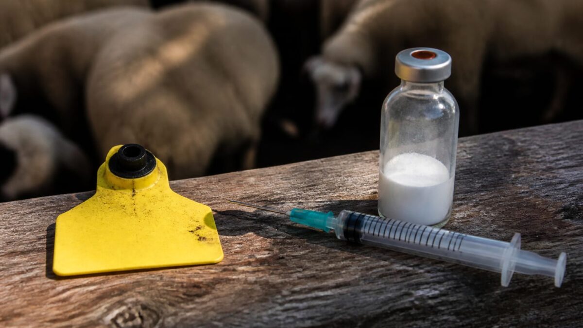 vaccinarea oilor, Fermierii de ovine amenință cu proteste masive