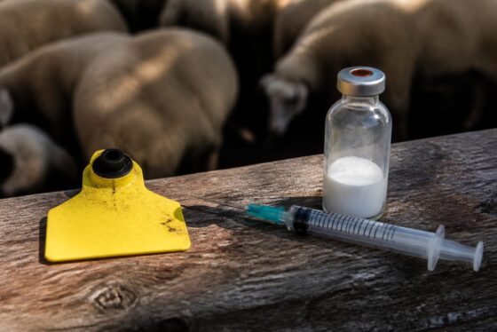 Fermierii de ovine amenință cu proteste masive