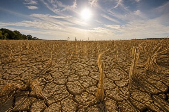 Europa de Vest a înregistrat cel mai cald interval iunie-iulie din istorie