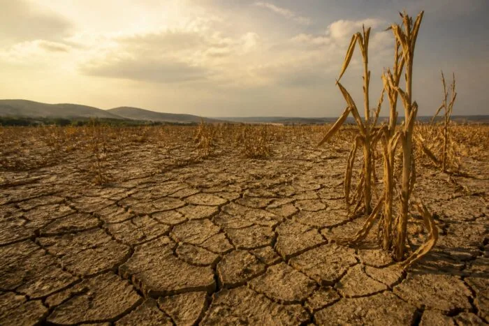 secetă Bihor, Nordul Bihorului a primit doar 250-280 de litri de precipitații pe metrul pătrat
