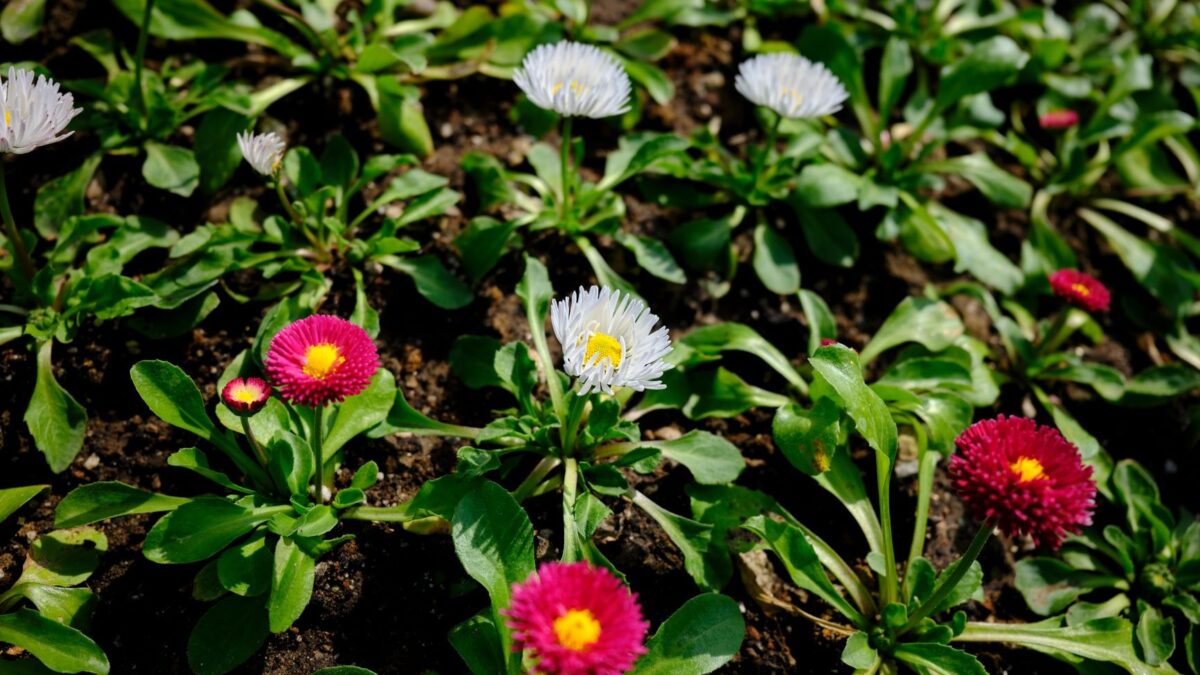 Flori perene colorate in gradina