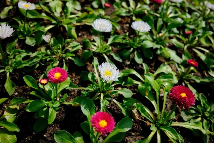 Flori perene colorate in gradina