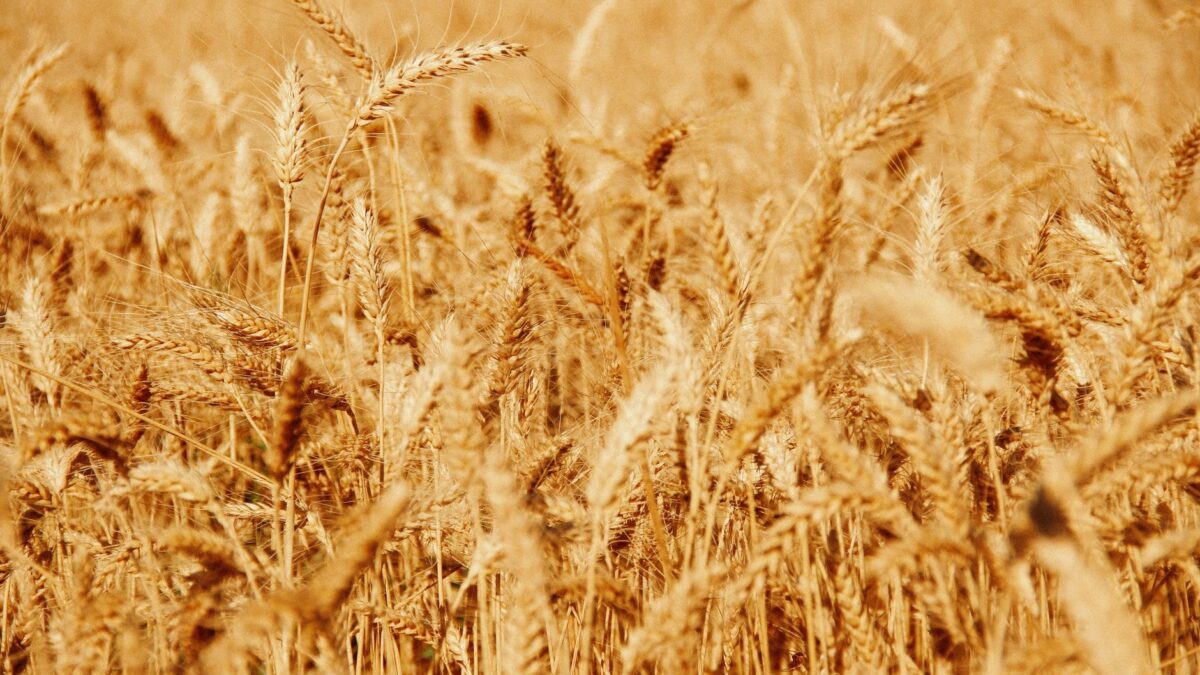 Lan de grâu matur