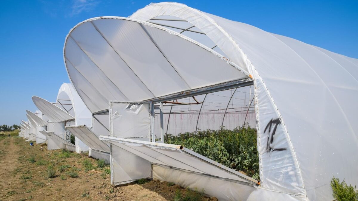 Te tentează ideea de a-ți cultiva fructe și legume în propria-ți curte, tot timpul anului? Află cât de util îți va fi solarul de gradină și cum să îl alegi