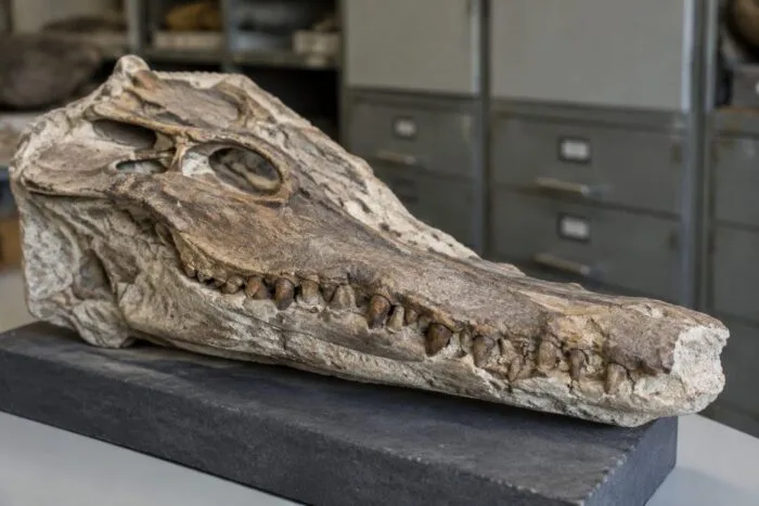 Craniul de Herugavialis cairensis