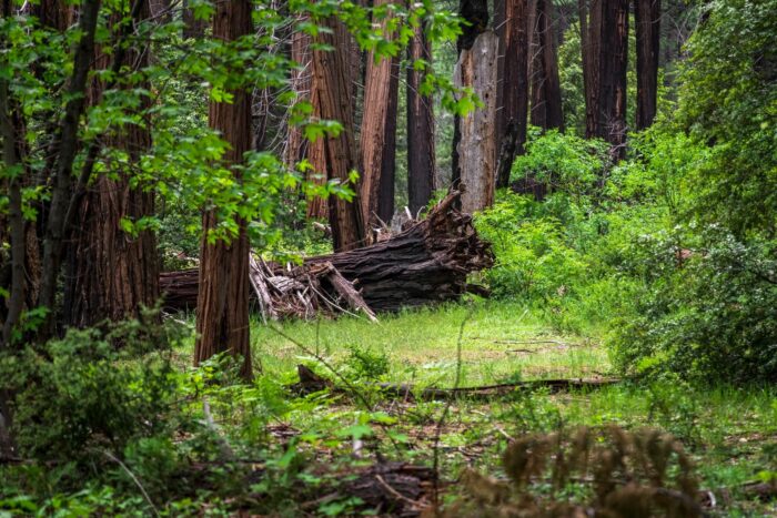 Păduri în parcuri naționale și naturale