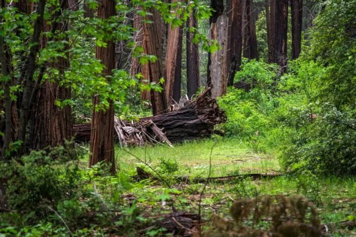 Păduri în parcuri naționale și naturale