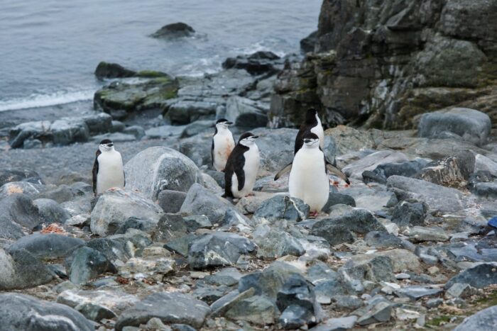 Pinguini cu bărbie în Antarctica