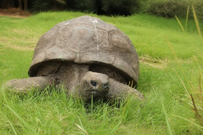 Țestoasă gigant pe iarbă